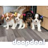 Beautiful Cavalier King Charles Puppies for sale,