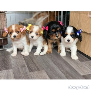 Beautiful Cavalier King Charles Puppies for sale,