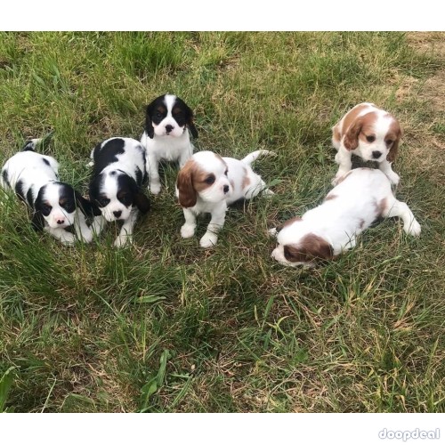 Beautiful Cavalier King Charles Puppies for sale,