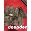 Blue staffies for sale