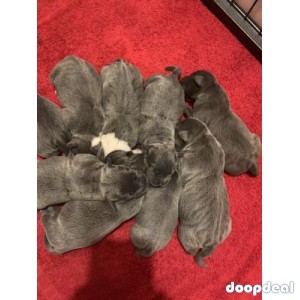 Blue staffies for sale