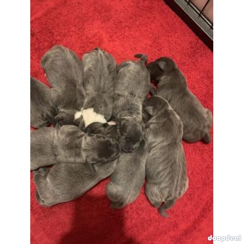 Blue staffies for sale