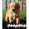 Golden retriever puppies Availale