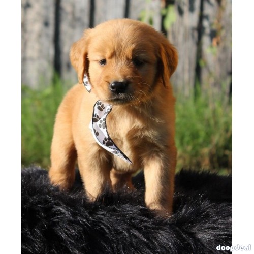Golden retriever puppies Availale