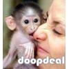 Adorable Capuchin Monkey