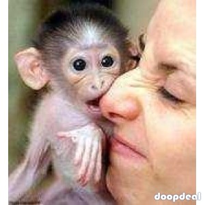 Adorable Capuchin Monkey