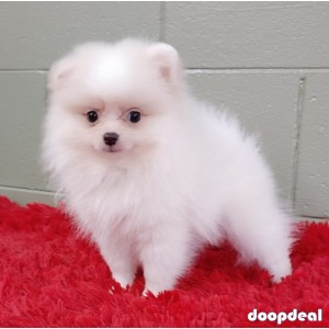 Pure White Pomeranian Puppies.