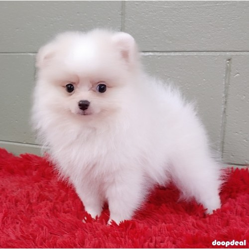 Pure White Pomeranian Puppies.