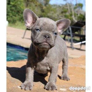 Blue French Bulldog Puppies Available 