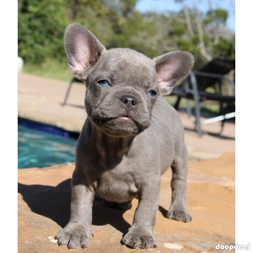 Blue French Bulldog Puppies Available 