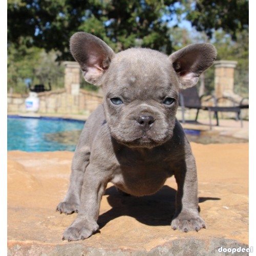 Blue French Bulldog Puppies Available 