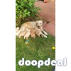  Adorable Golden Retriever Puppies for Sale 