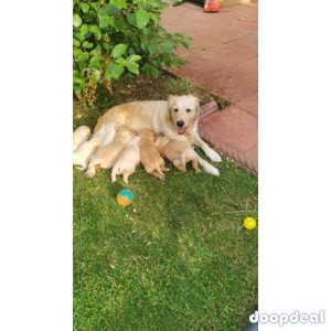  Adorable Golden Retriever Puppies for Sale 