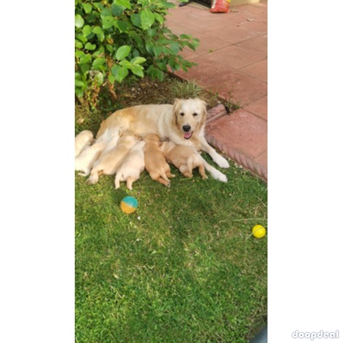  Adorable Golden Retriever Puppies for Sale 
