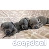 KC registered Staffordshire Bull Terrier pups for sale 