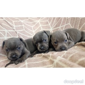 KC registered Staffordshire Bull Terrier pups for sale 