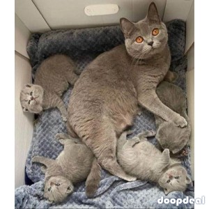 British Shorthair Kittens avaliable. 