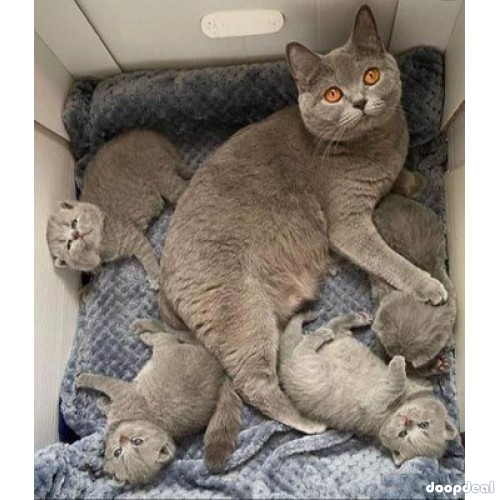 British Shorthair Kittens avaliable. 