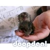 Pygmy Marmosets Monkey for Sale