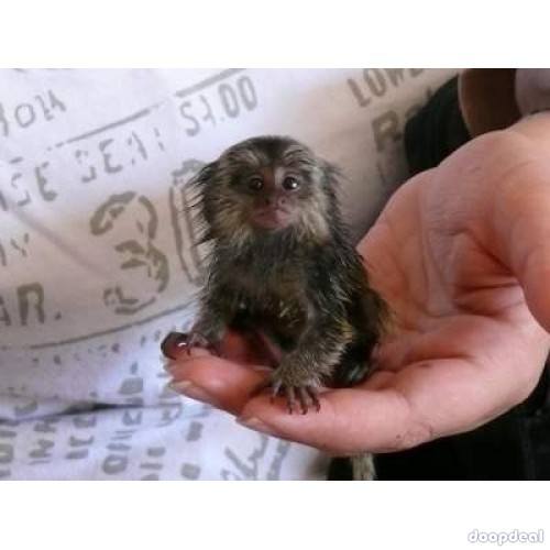 Pygmy Marmosets Monkey for Sale